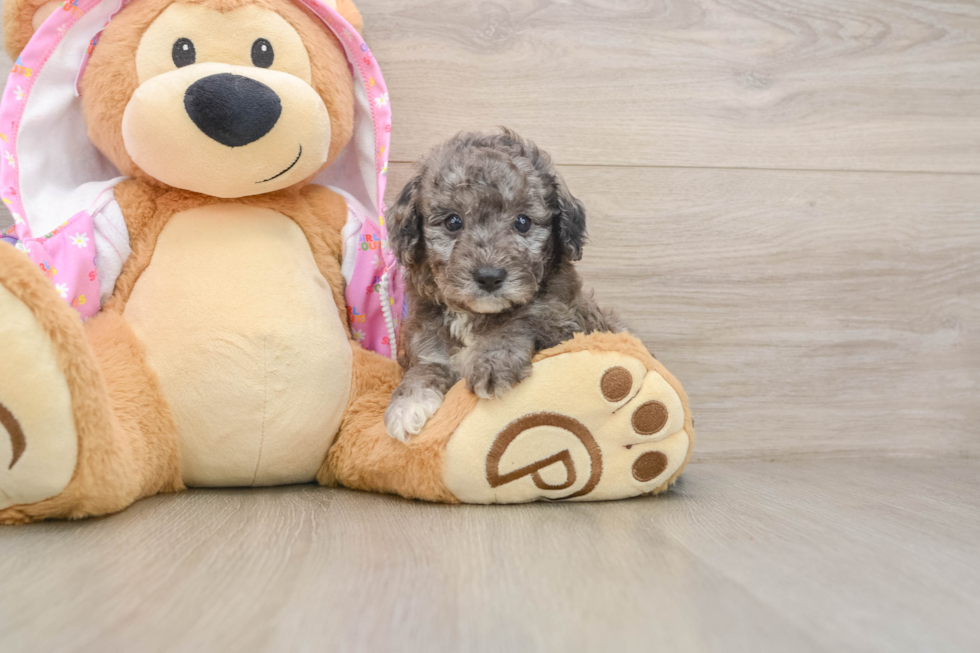 Hypoallergenic Poodle Baby