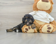 7 week old Poodle Puppy For Sale - Pilesgrove Pups