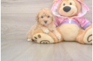 Cute Pudle Purebred Puppy