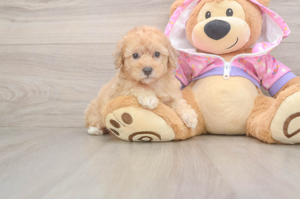 Cute Pudle Purebred Puppy