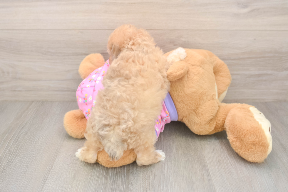 Poodle Pup Being Cute