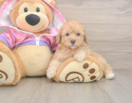 8 week old Poodle Puppy For Sale - Pilesgrove Pups