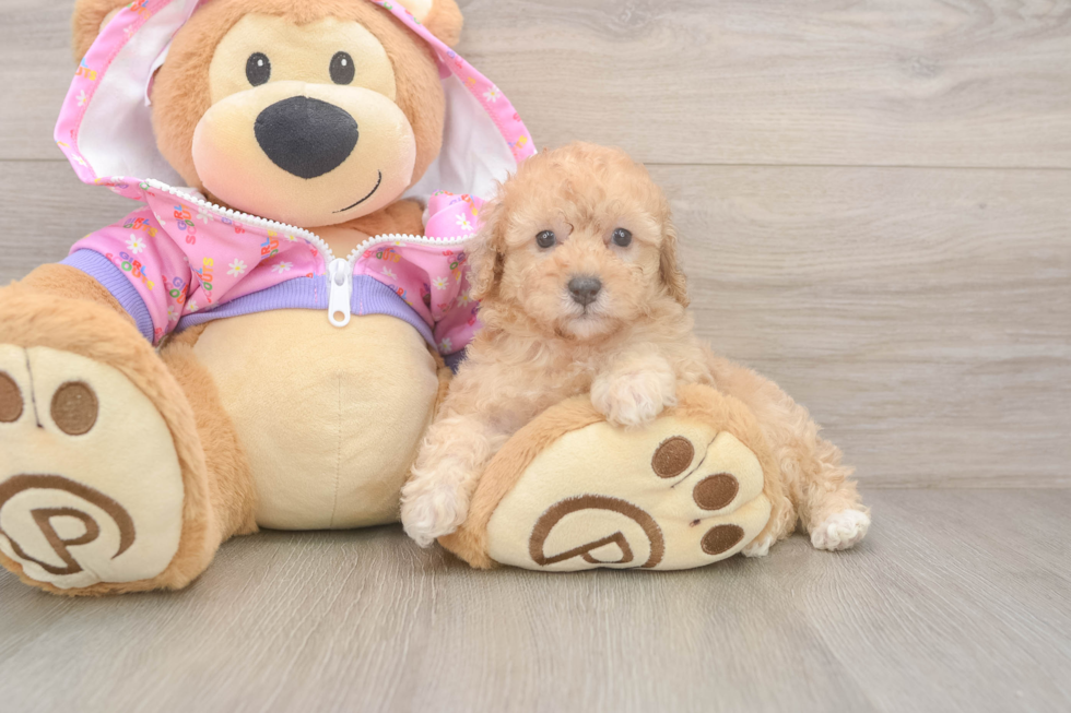 Hypoallergenic Poodle Baby