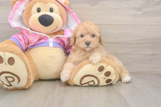 Hypoallergenic Poodle Baby