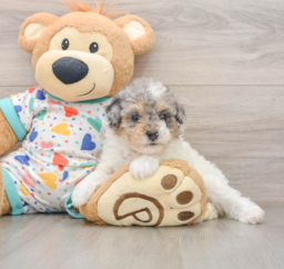 7 week old Poodle Puppy For Sale - Pilesgrove Pups