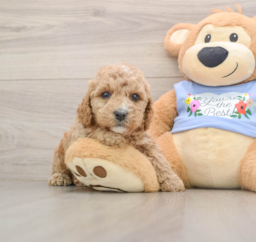 6 week old Poodle Puppy For Sale - Pilesgrove Pups