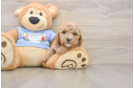 Poodle Pup Being Cute