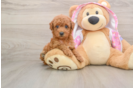 Little Poodle Purebred Pup