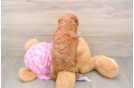 Fluffy Pudle Purebred Puppy