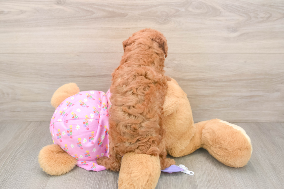 Fluffy Pudle Purebred Puppy