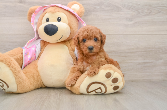 Playful Poodle Purebred Pup