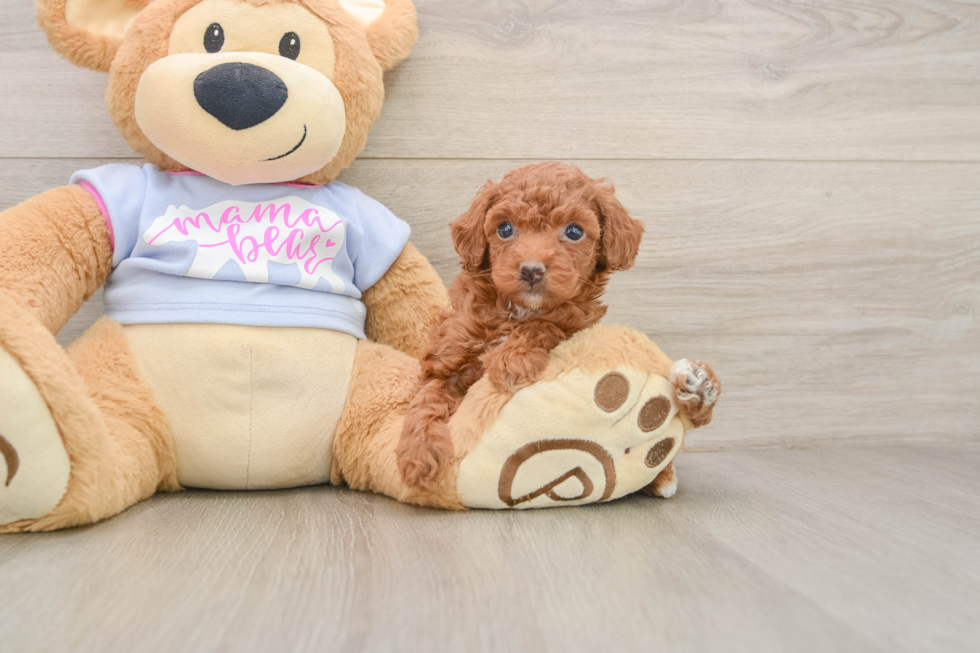 Best Poodle Baby