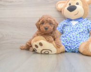 7 week old Poodle Puppy For Sale - Pilesgrove Pups