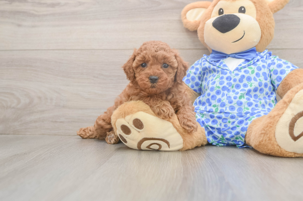 6 week old Poodle Puppy For Sale - Pilesgrove Pups