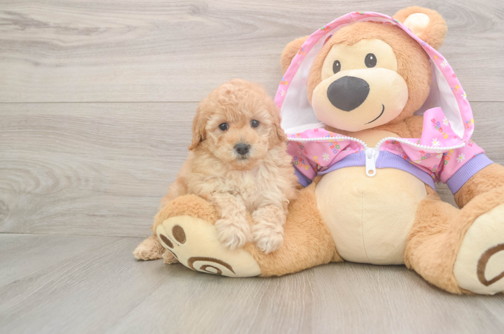 6 week old Poodle Puppy For Sale - Pilesgrove Pups