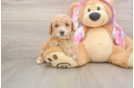 Small Poodle Purebred Pup