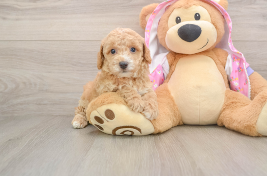 Small Poodle Purebred Pup