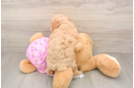 Little Poodle Baby