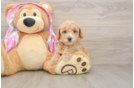 Best Poodle Baby
