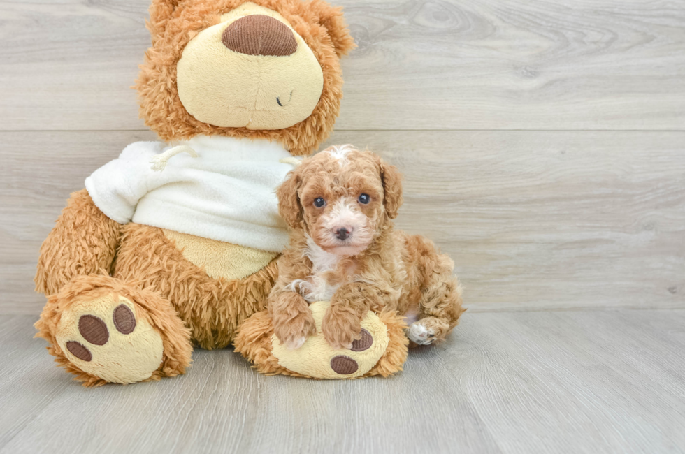 6 week old Poodle Puppy For Sale - Pilesgrove Pups