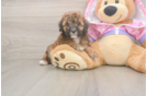 Poodle Puppy for Adoption
