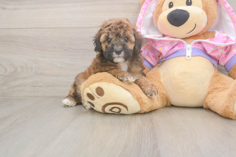 Poodle Puppy for Adoption