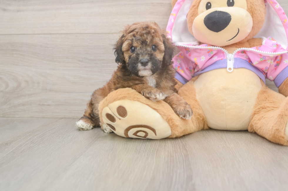 5 week old Poodle Puppy For Sale - Pilesgrove Pups