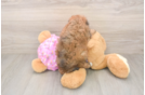 Hypoallergenic Poodle Baby