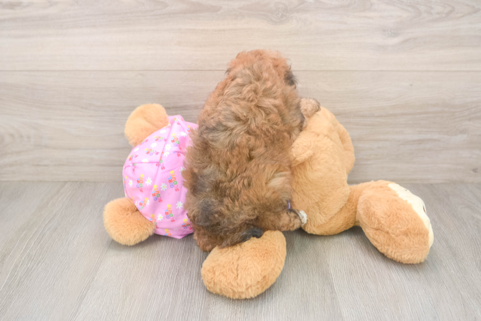 Hypoallergenic Poodle Baby
