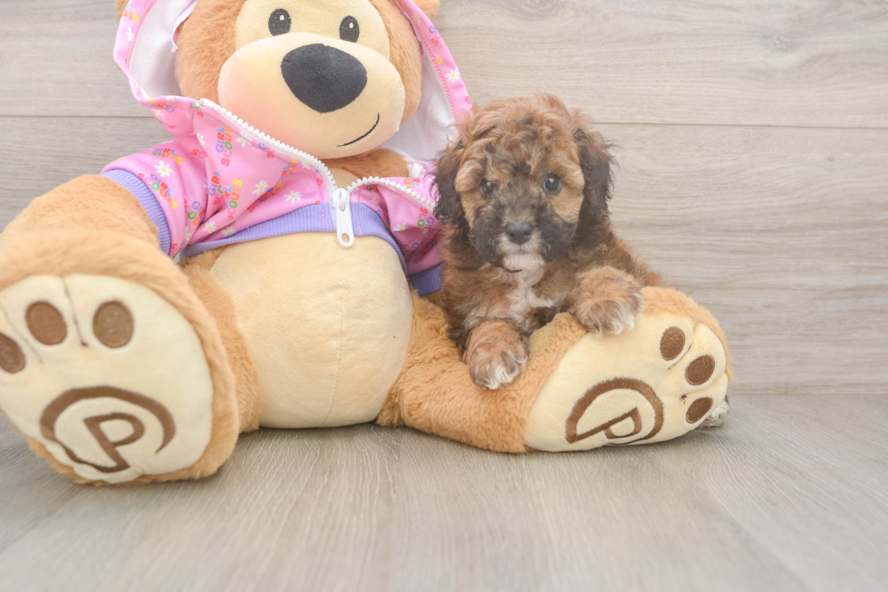 Funny Poodle Purebred Pup