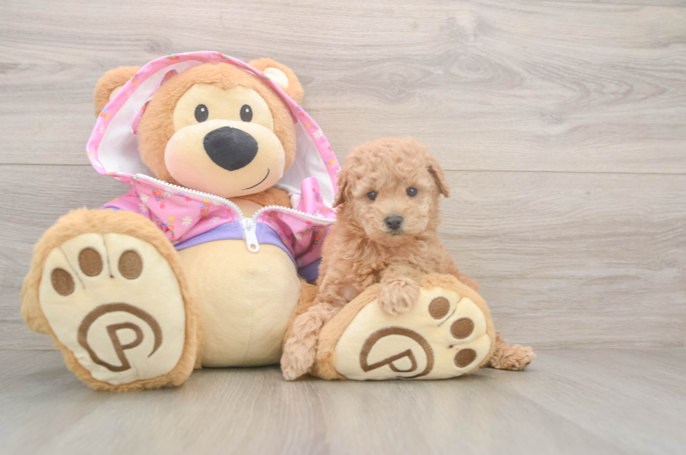 6 week old Poodle Puppy For Sale - Pilesgrove Pups