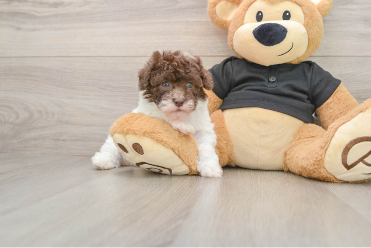 Best Poodle Baby