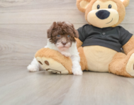 6 week old Poodle Puppy For Sale - Pilesgrove Pups