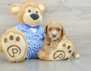 6 week old Poodle Puppy For Sale - Pilesgrove Pups