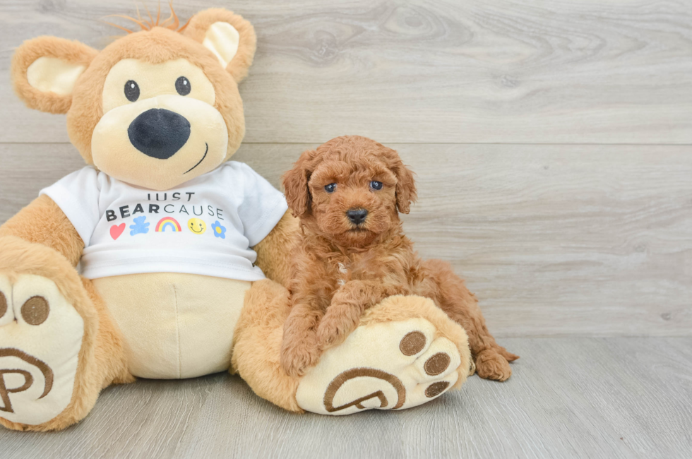 6 week old Poodle Puppy For Sale - Pilesgrove Pups