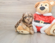7 week old Poodle Puppy For Sale - Pilesgrove Pups