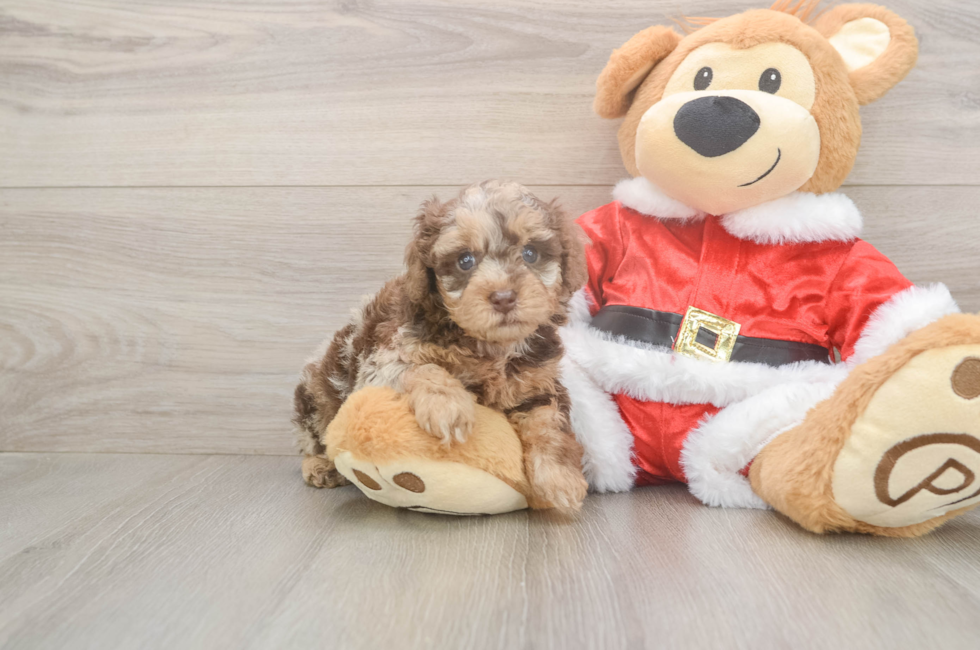 5 week old Poodle Puppy For Sale - Pilesgrove Pups