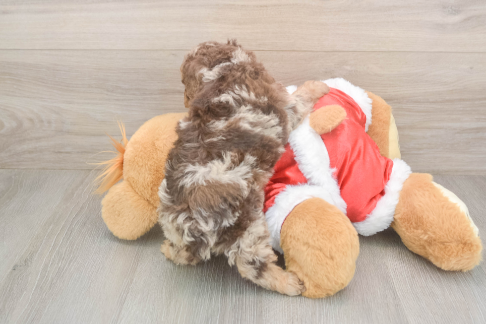 Smart Pooodle Purebred Puppy