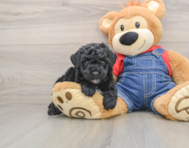 6 week old Poodle Puppy For Sale - Pilesgrove Pups