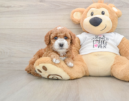 8 week old Poodle Puppy For Sale - Pilesgrove Pups