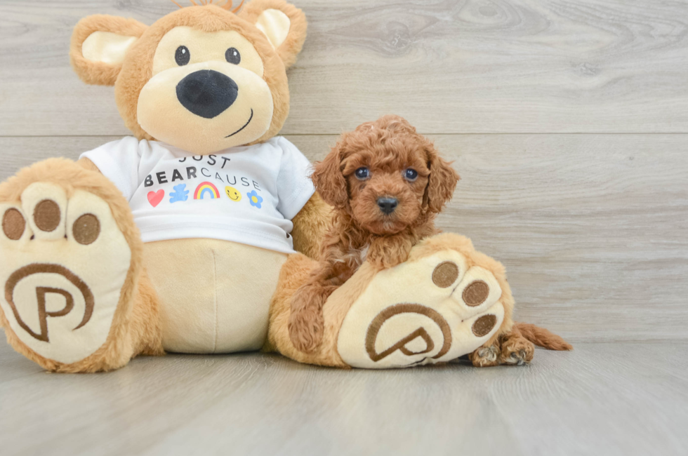6 week old Poodle Puppy For Sale - Pilesgrove Pups