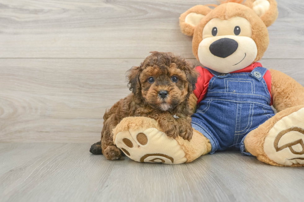 Poodle Puppy for Adoption