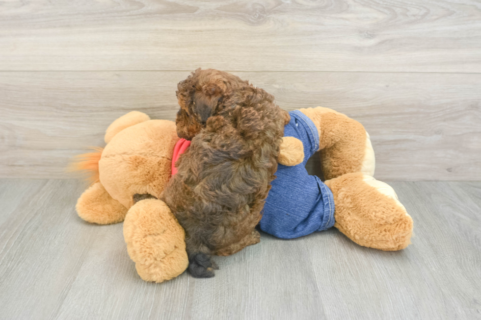 Poodle Puppy for Adoption