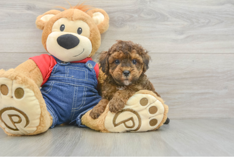 Playful Poodle Baby