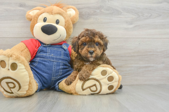 Playful Poodle Baby