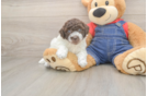 Poodle Puppy for Adoption
