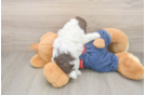 Best Poodle Baby