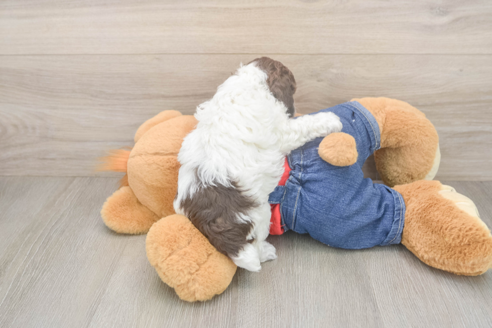 Best Poodle Baby