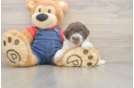 Akc Registered Poodle Purebred Pup