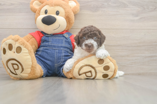 Akc Registered Poodle Purebred Pup